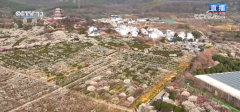 第一波春花已上线 一路沉浸式感触感染这份春日